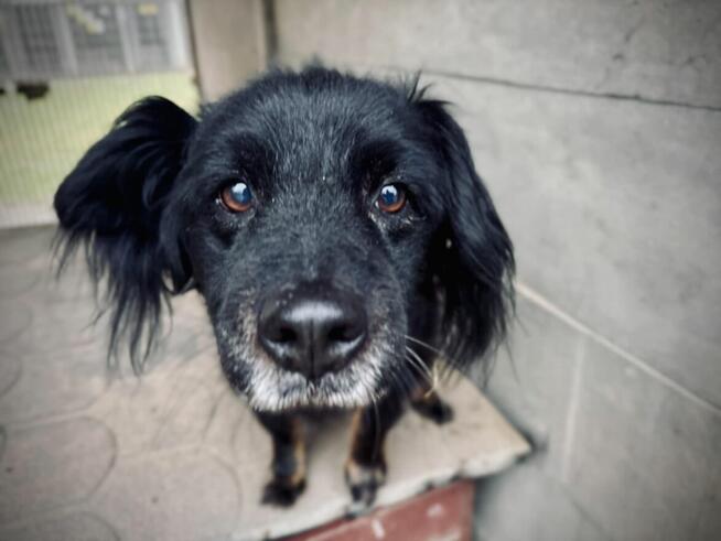 Dżeki - kudłacz uwielbiający długie spacery