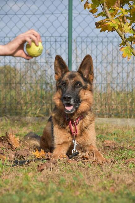 Wiktor - w typie Owczarek niemiecki; lubi się uczyć