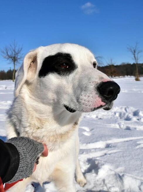 Dogo - lubi towarzystwo ludzi i spacery
