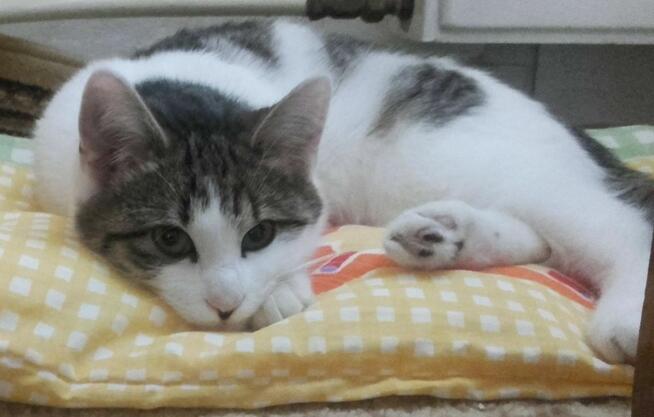 Pokochaj braciszków, 6 mies,