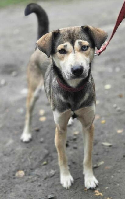 Husky mix Naomi szuka domu -schronisko Zgierz -aktualne