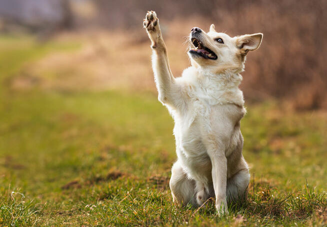 Gumiś - pojętny psiak o nietuzinkowej urodzie