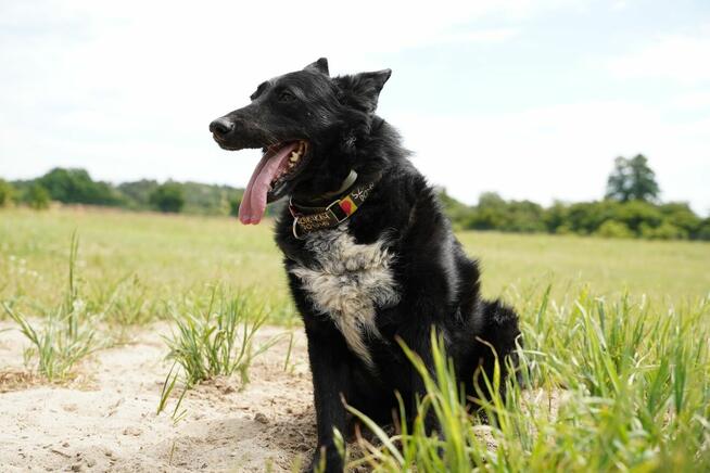 Oxan z Ukrainy - przyjazny amator długich spacerów