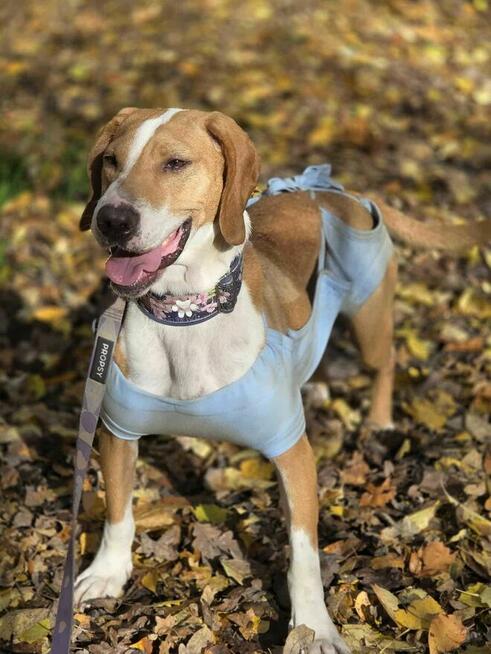 gończy Hygena Wiśnia -schronisko Zgierz -aktualne