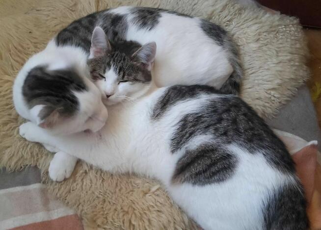 Pokochaj braciszków, 6 mies,