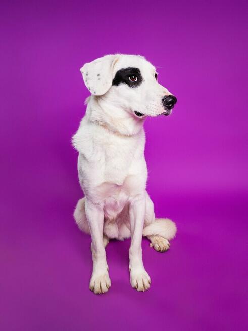 Dogo - lubi towarzystwo ludzi i spacery