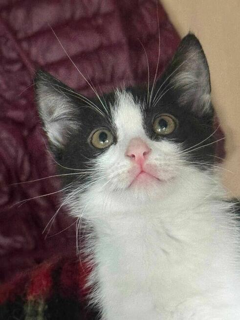 Kociaki wychowane na butelce -adopcja razem -aktualne