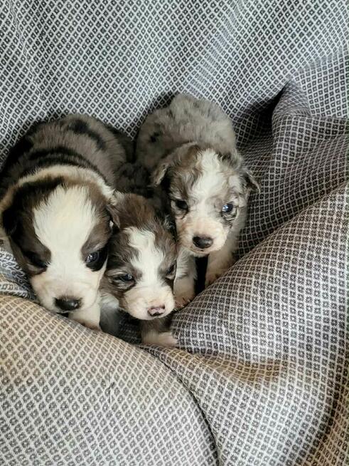 Szczeniaki Border Collie