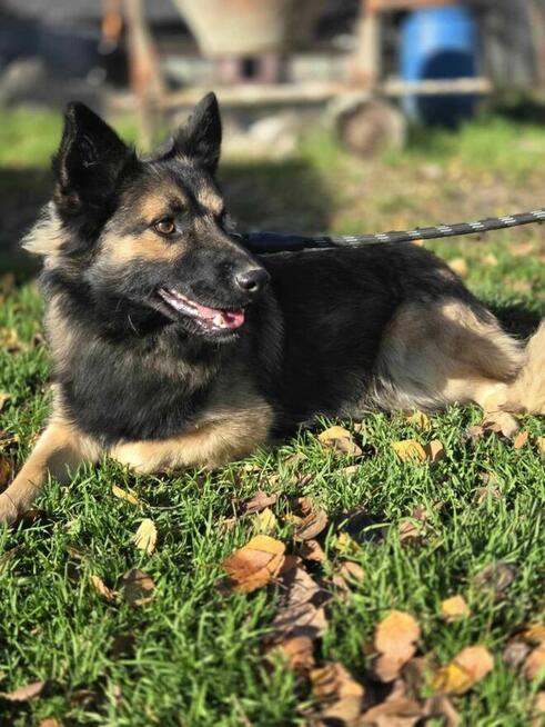 owczarek mix szuka domu schronisko Zgierz -aktualne