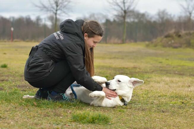 Dogo - lubi towarzystwo ludzi i spacery