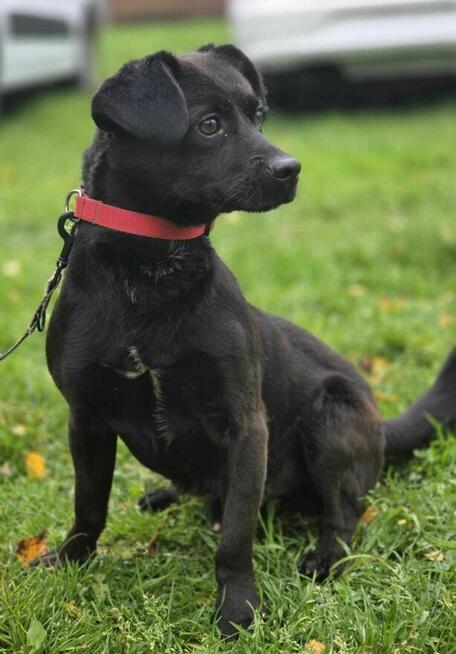 Lakier 9.5 kg szuka domu -schronisko Zgierz -aktualne