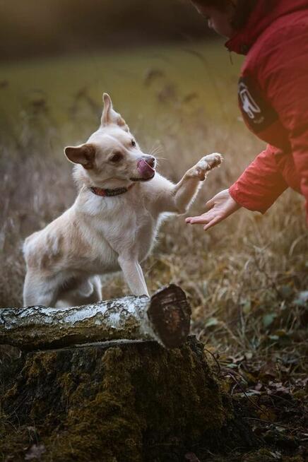 Gumiś - pojętny psiak o nietuzinkowej urodzie