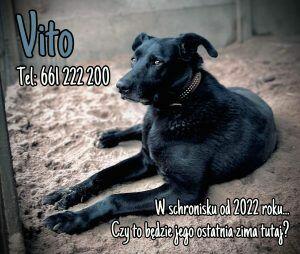 Vito - duży psiak potrzebujący spokoju