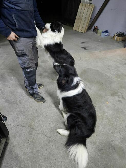 Border Collie szczeniaczki