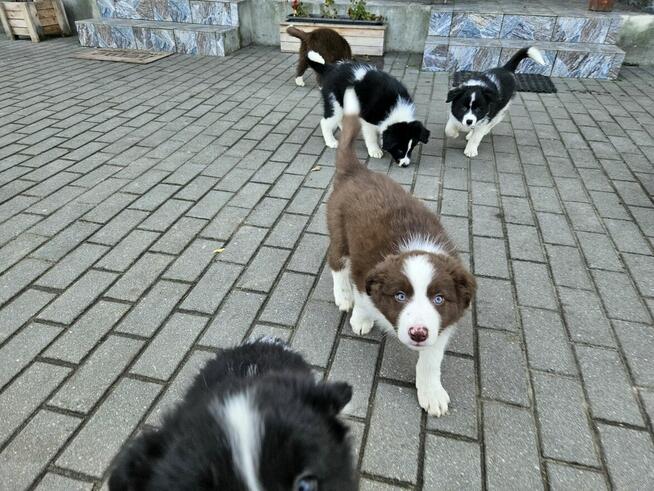 Border Collie szczeniaczki