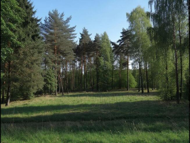 1100 m² szczęścia, spokoju i potencjalnego hamaka