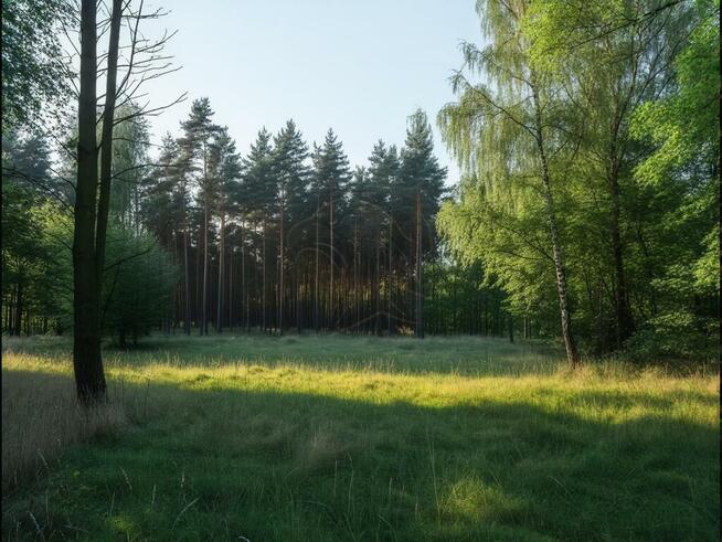 1100 m² szczęścia, spokoju i potencjalnego hamaka