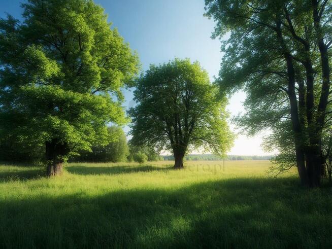 1100 m² szczęścia, spokoju i potencjalnego hamaka