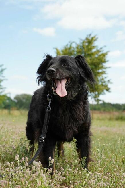 Dżeki - kudłacz uwielbiający długie spacery