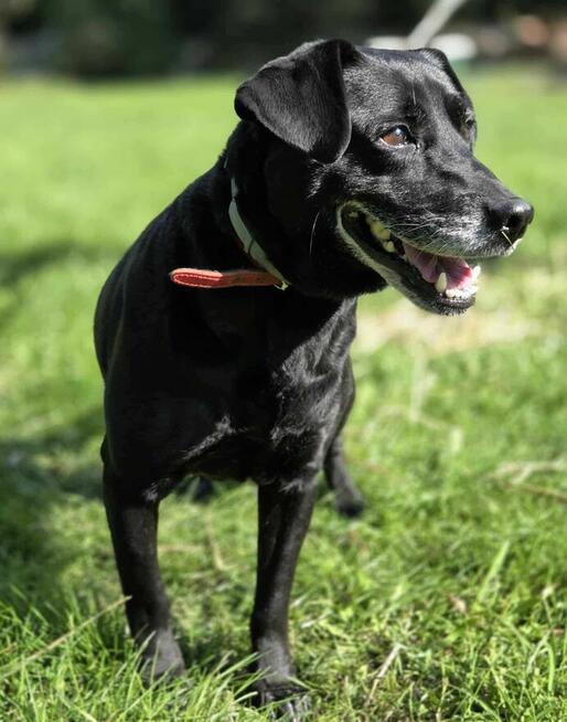 Bomba domu schronisko Zgierz -aktualne
