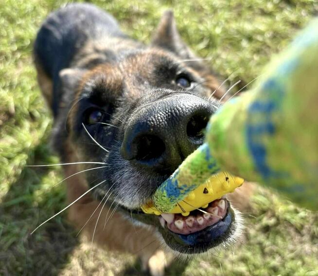Wiktor - w typie Owczarek niemiecki; lubi się uczyć