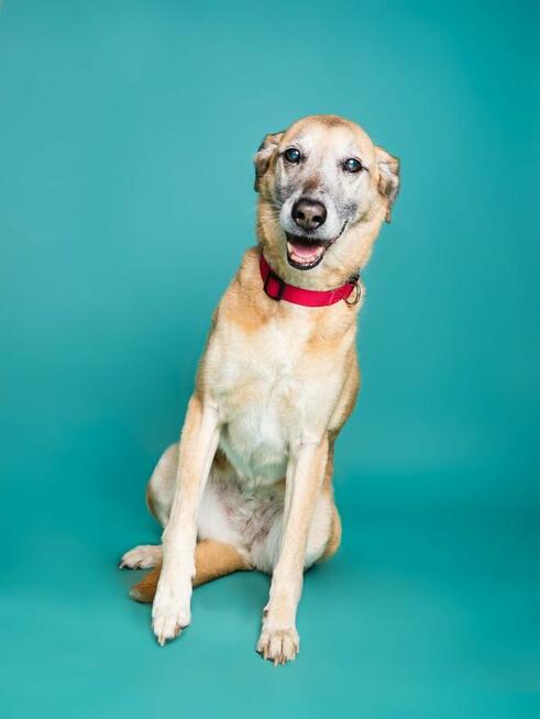 Sonia - zachowuje czystość, chodzi przy nodze i nie ucieka