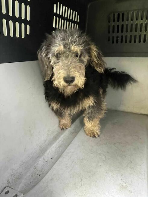 mix szuka domu schronisko - Zgierz -aktualne