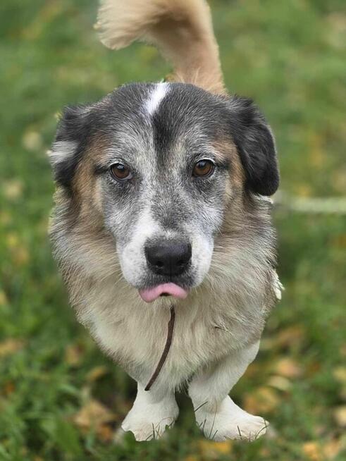 Grzybek szuka domu -schronisko Zgierz-aktualne