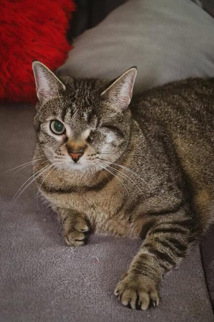 Śliczna burasia do adopcji