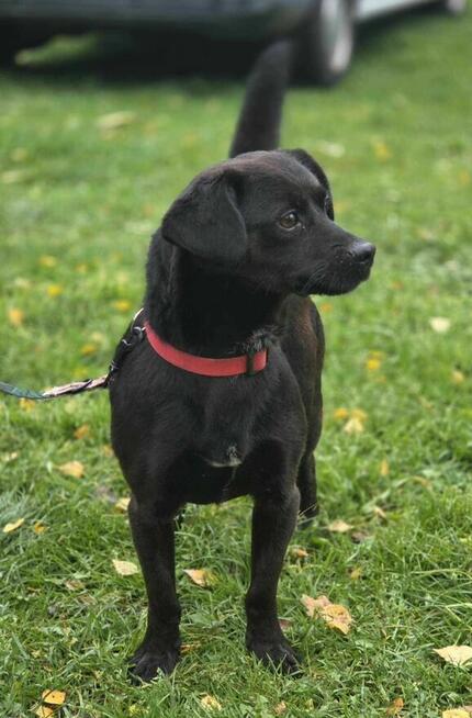 Lakier 9.5 kg szuka domu -schronisko Zgierz -aktualne