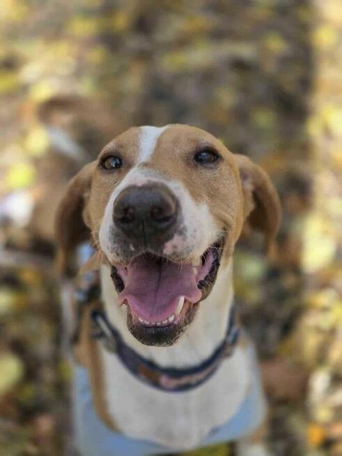 gończy Hygena Wiśnia -schronisko Zgierz -aktualne