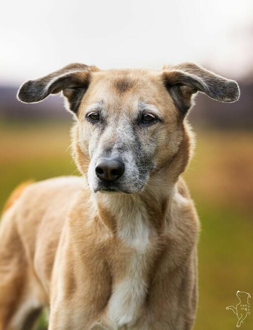 Sonia - zachowuje czystość, chodzi przy nodze i nie ucieka