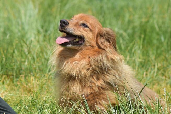 Misio - raz aniołek raz diabełek