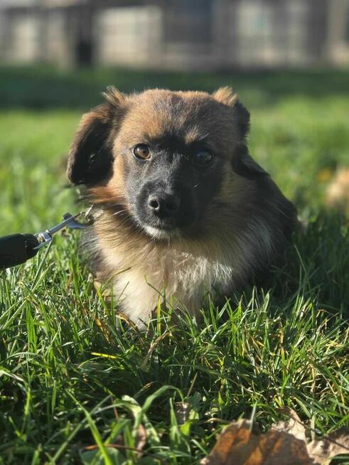 Wintydz szuka domu -schronisko Zgierz-aktualne