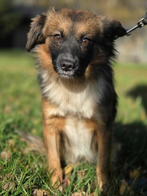 Wintydz szuka domu -schronisko Zgierz-aktualne