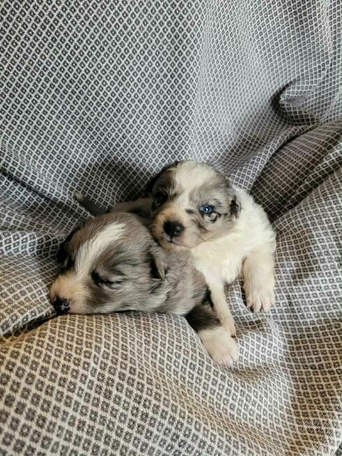 Szczeniaki Border Collie