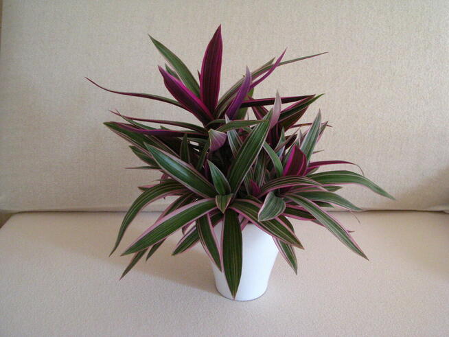 Reo meksykańskie trzykrotka tradeskancja piękna wielokolorow