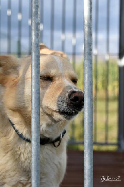 Gumiś - pojętny psiak o nietuzinkowej urodzie