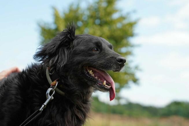 Dżeki - kudłacz uwielbiający długie spacery