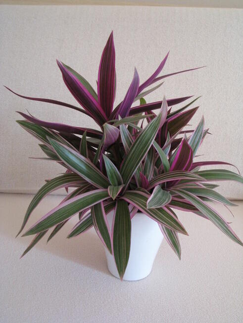 Reo meksykańskie trzykrotka tradeskancja piękna wielokolorow