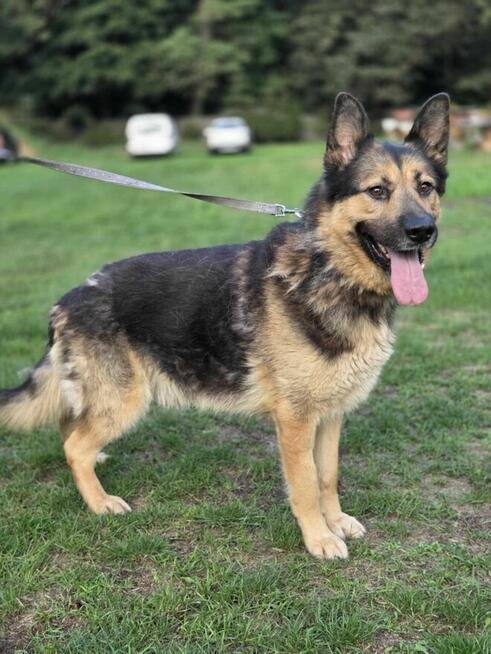 Owczarek mix Wacek szuka domu schronisko Zgierz -aktualne