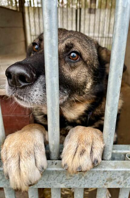 Tobi - w typie Owczarek niemiecki; uwielbia spacery i wodę