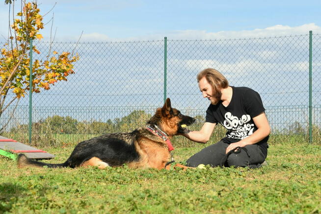 Wiktor - w typie Owczarek niemiecki; lubi się uczyć