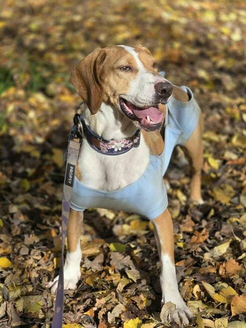 gończy Hygena Wiśnia -schronisko Zgierz -aktualne
