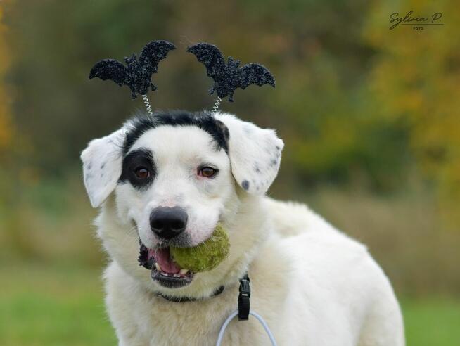 Dogo - lubi towarzystwo ludzi i spacery