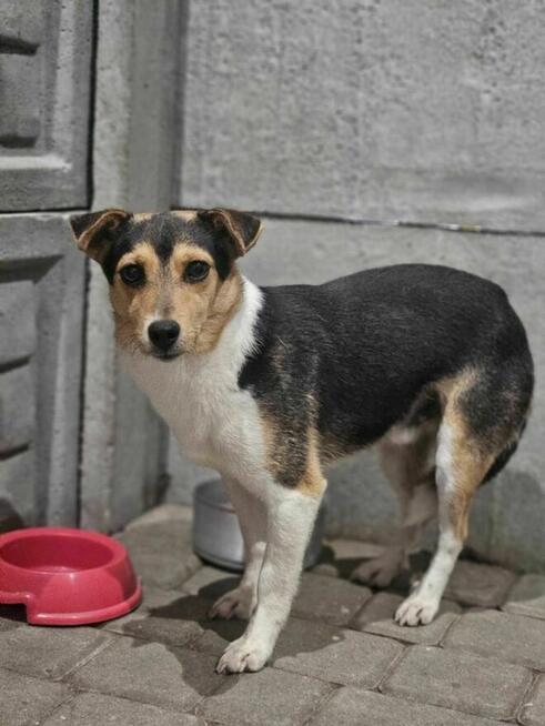 Komar szuka domu schronisko Zgierz -aktualne