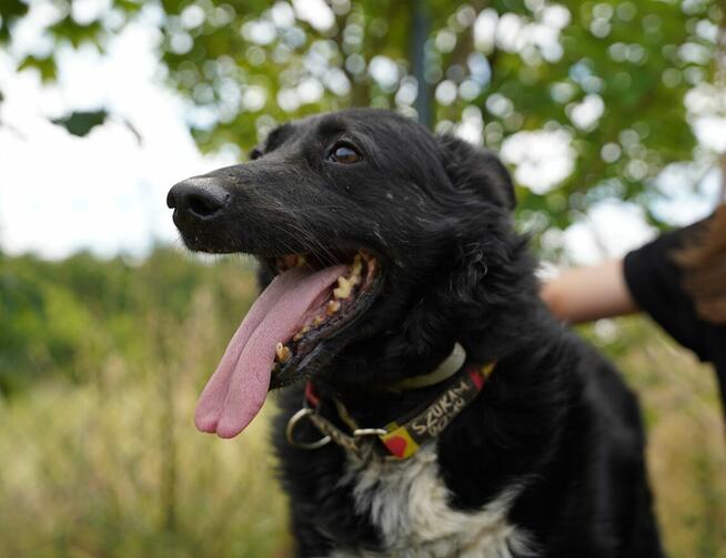 Oxan z Ukrainy - przyjazny amator długich spacerów