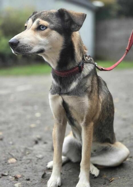Husky mix Naomi szuka domu -schronisko Zgierz -aktualne