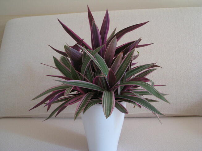 Reo meksykańskie trzykrotka tradeskancja piękna wielokolorow