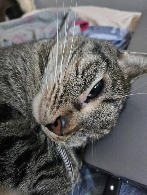 Śliczna burasia do adopcji